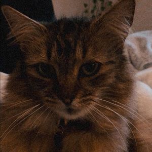 Meet your Posher, Loralei